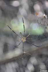 Nephila pilipes