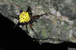 Gasteracantha hasseltii