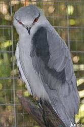 Kuala Lumpur Bird Park
