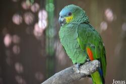 Amazona amazonica