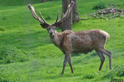 Parc Forestia