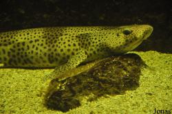 Aquarium de l'Université de Liège