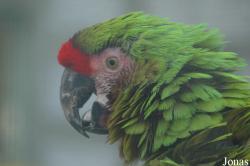 Ara militaris bolivianus