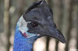 Casuarius bennetti papuanus