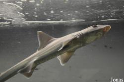 Stedelijk Noordzeeaquarium Oostende