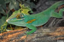 Serpentarium Blankenberge