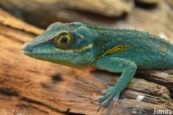 Anolis baracoae