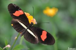 Heliconius melpomene