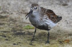 Calidris canutus