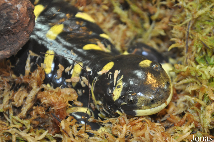 Berkenhof's Tropical Zoo