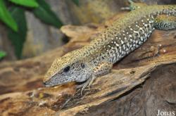 Berkenhof's Tropical Zoo