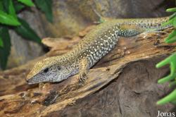 Berkenhof's Tropical Zoo