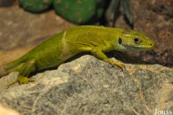 Reptilienzoo Iguana