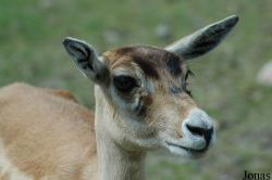 Parc Zoologique du Bois d'Attilly