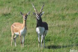 Antilope cervicapra