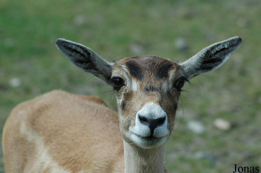 Parc Zoologique du Bois d'Attilly