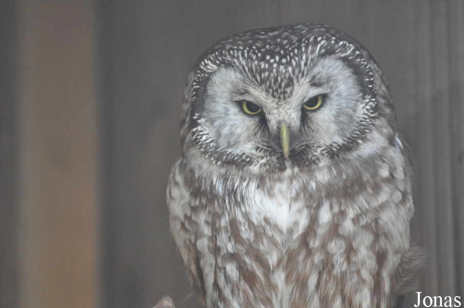 Uilen- en Dierenpark De Paay