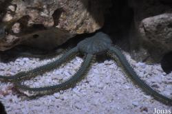 Ophiuroidea