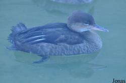 WWT Castle Espie Wetland Centre
