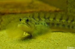 Muzeeaquarium Delfzijl