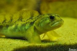 Gobius sp.
