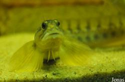 Muzeeaquarium Delfzijl