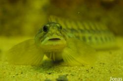 Muzeeaquarium Delfzijl