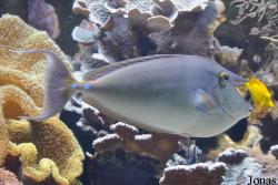 Aquazoo-Löbbecke Museum Düsseldorf