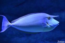 Naso unicornis