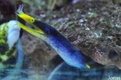 Aqua Zoo Leerdam