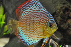 Symphysodon aequifasciatus