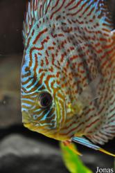 Aqua Zoo Leerdam