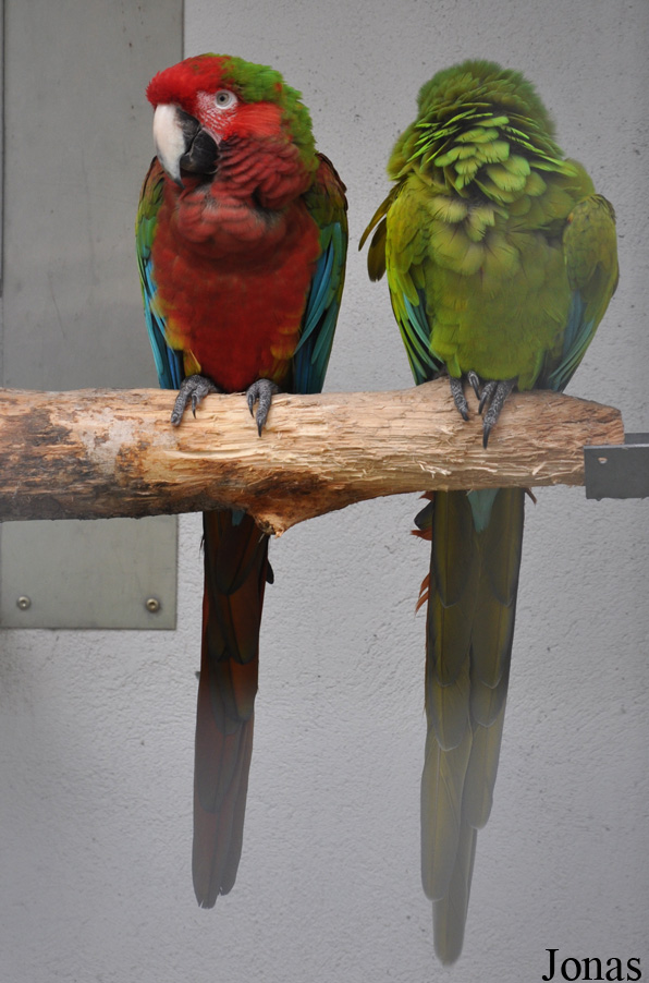 Vogelparadies Birka