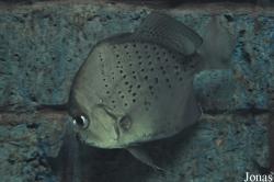 Drepaneidae