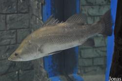 Lates calcarifer