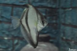Monodactylus sebae