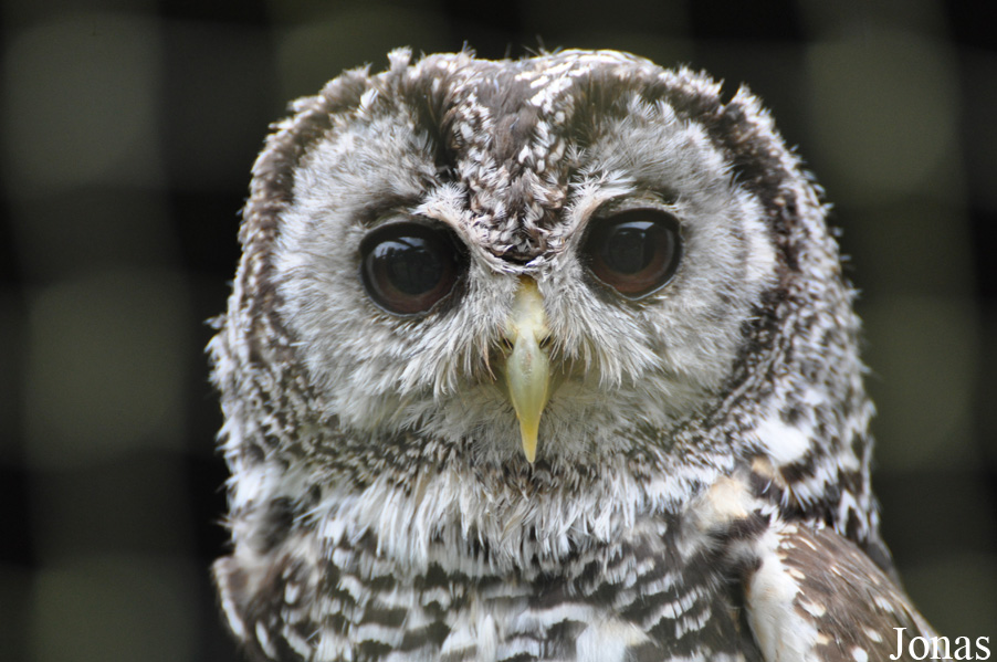 World of Owls