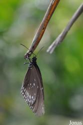 Angkor Butterfly Centre (ABC)