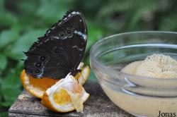 Seaforde Tropical Butterfly House