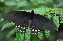 Seaforde Tropical Butterfly House