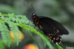 Seaforde Tropical Butterfly House