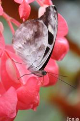 Seaforde Tropical Butterfly House
