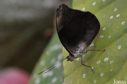 Seaforde Tropical Butterfly House