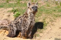Safaripark Beekse Bergen