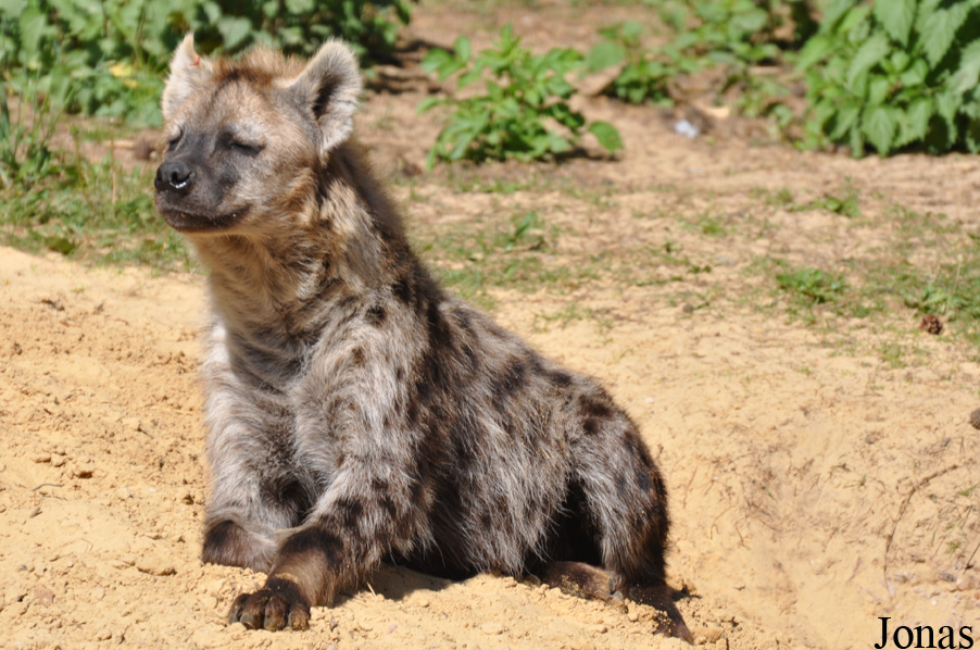 Safaripark Beekse Bergen