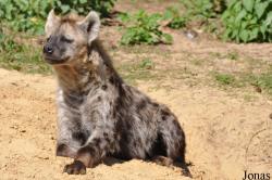 Safaripark Beekse Bergen
