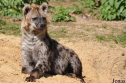 Safaripark Beekse Bergen