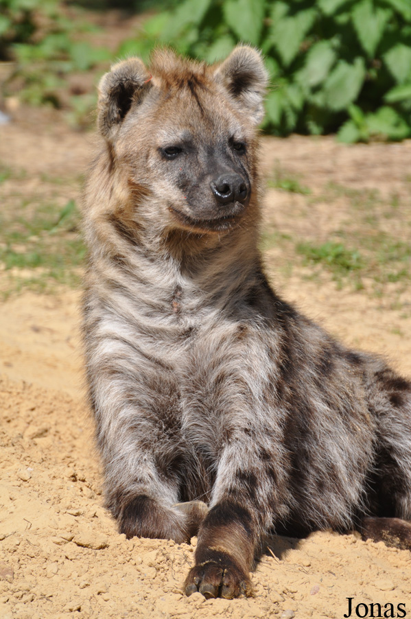 Safaripark Beekse Bergen