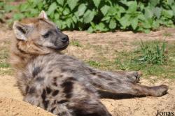 Safaripark Beekse Bergen