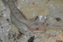Correlophus ciliatus